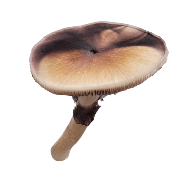Stargazer