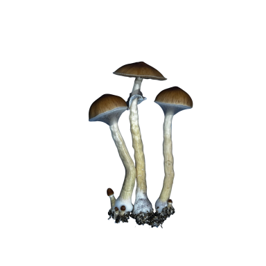 Golden Teacher