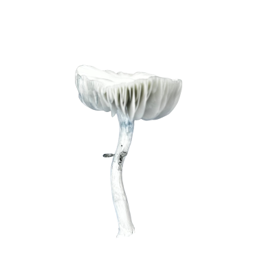Jack Frost